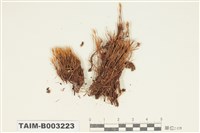 藏品(曲尾苔科)的圖片